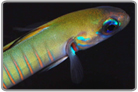 Zebra Barred Dartfish